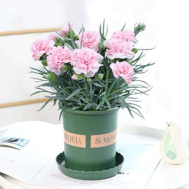 特福德祝天下母親節日快樂、幸福安康! 特福德祝天下母親節日快樂、幸福安康!